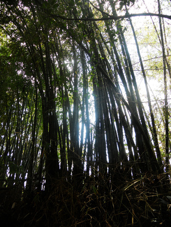 Bamboo groveの写真素材