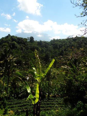 Balinese landscape with banana plants, other agriculture and distant volcanic hillsの写真素材