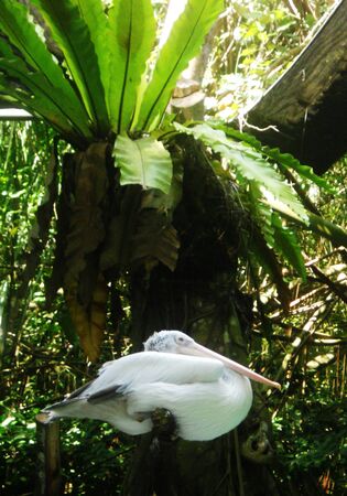 Pelican resting, with birds-nest fernの写真素材