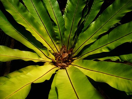 birds nest fern centerの写真素材