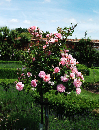 rose bush with pink roses growing in formal gardenの写真素材