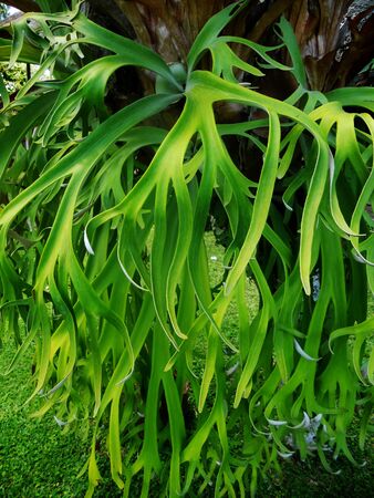 Tropical plant growing on a treeの写真素材
