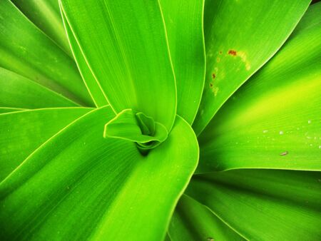 top-down view of the center of a bright green plantの写真素材