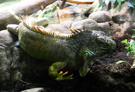 Iguanaの写真素材