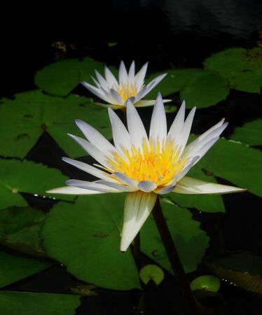 a single white lotus flower in the dark water of a still pondの写真素材