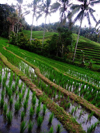 Balinese rice paddies on a hillsideの写真素材