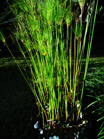 water plant growing in waterの写真素材