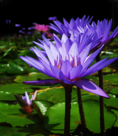 beautiful purple waterlilies (lotuses), against their gree leaves, on a pondの写真素材