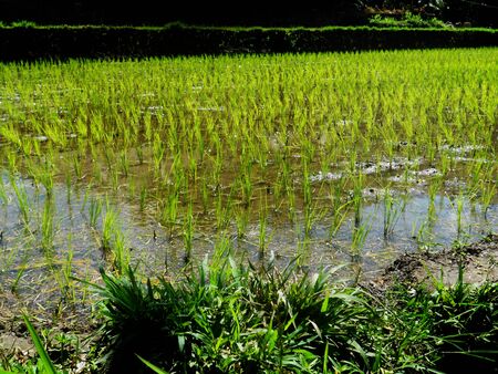 rice growingの写真素材