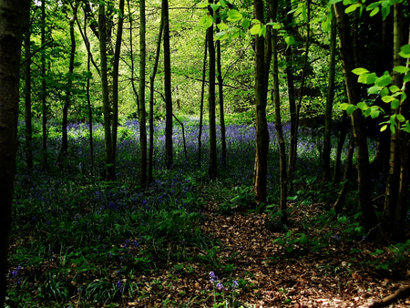 British bluebells growing in British woodlandの写真素材