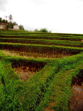 Balinese rice paddy pathsの写真素材