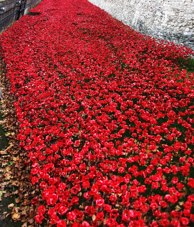 many red flowersの写真素材