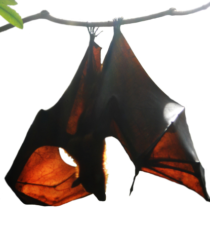 Large tropical bat hanging upside-down, clipped against white backgroundの写真素材