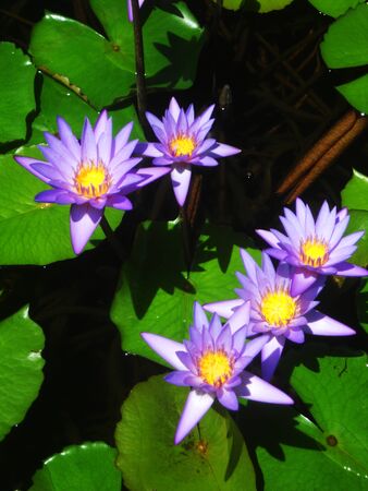 beautiful purple waterlilies (lotuses), against their gree leaves, on a pondの写真素材