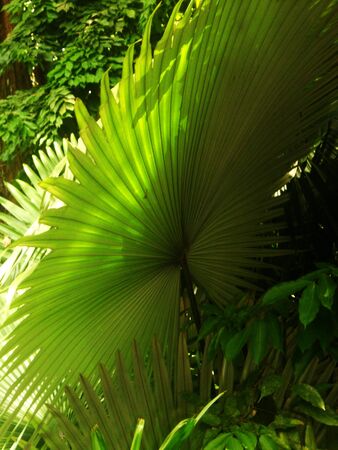 beautiful shot of a fan palm leaf with sunlight and shadowsの写真素材