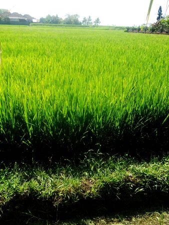 rice growing in fieldの写真素材