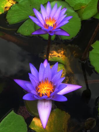 beautiful purple waterlilies (lotuses), against its gree leaves, on a pondの写真素材