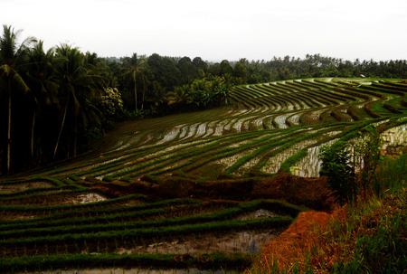 Balinese rice paddies on hillsideの写真素材