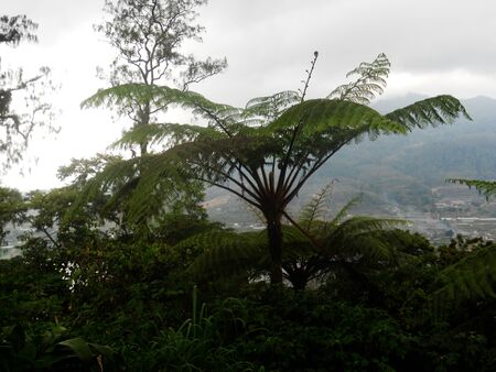 Tree fern in Balinese rain forestの写真素材