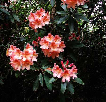 rhododendron flowers, UKの写真素材