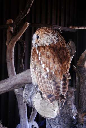 Tawny Owl (captive)の写真素材