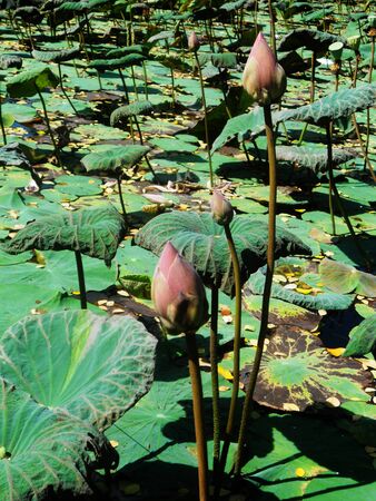 Lotus leaves and lotus flower buds in pondの写真素材