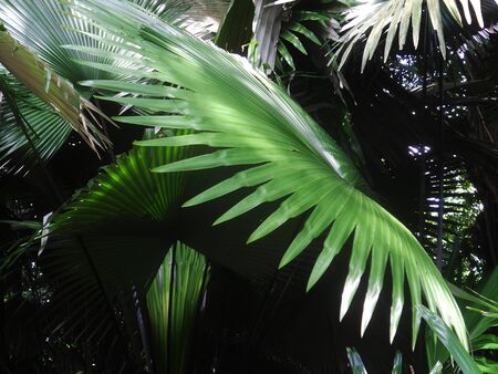palm leaf in jungleの写真素材