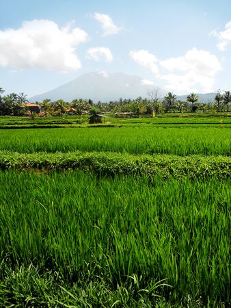 rice growing in the sun in Baliの写真素材
