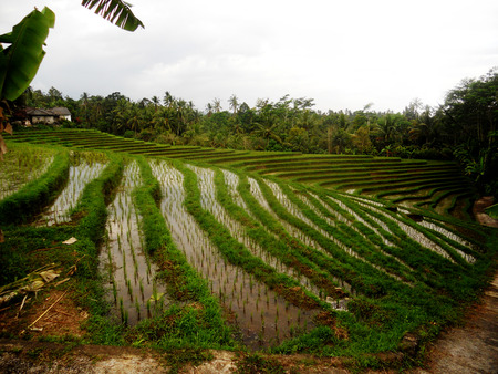 Balinese rice paddies on a hillsideの写真素材