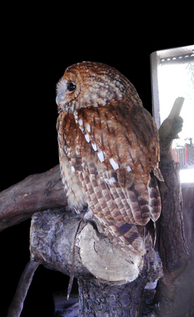 Tawny Owl (captive)の写真素材