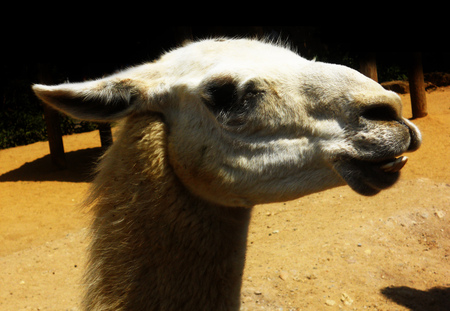 Llama headの写真素材