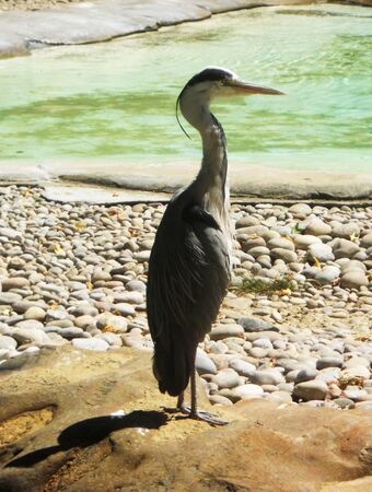 heron standing on a rock by the waterの写真素材
