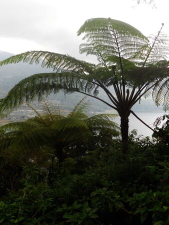 Tree fern in Balinese rain forestの写真素材