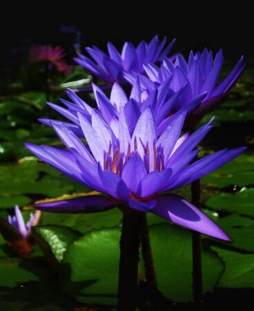 beautiful purple waterlilies (lotuses), against their gree leaves, on a pondの写真素材