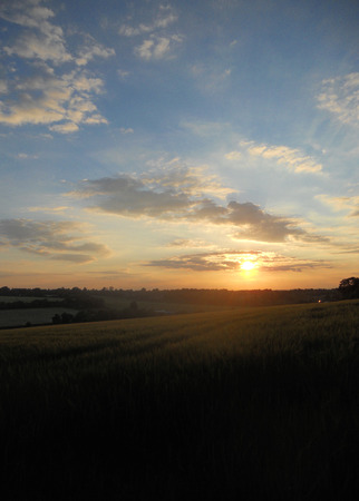 Sunset over barley field in the summer (Surrey UK)の写真素材