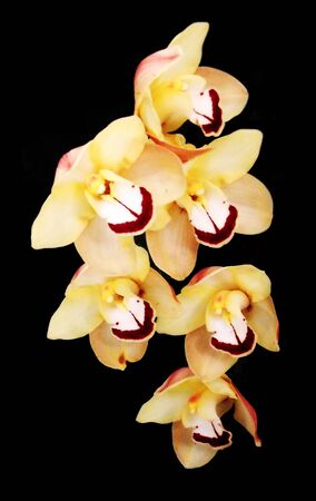 unusual colored orchid flowersの写真素材