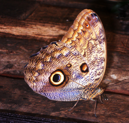 brown tropical butterflyの写真素材