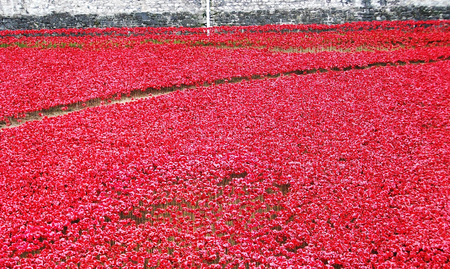 many red flowersの写真素材