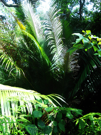 sun on palm fronds in a jungle (rain forest, Malaysia)の写真素材
