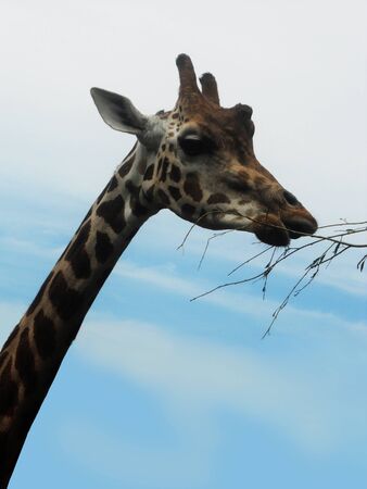 closeup of the head of a giraffeの写真素材