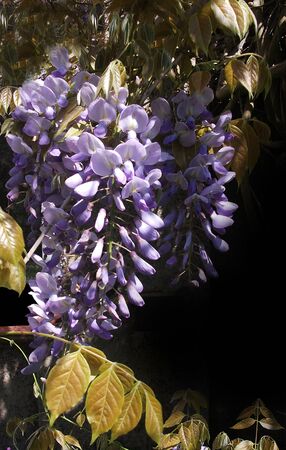 purple Wisteria flowers growingの写真素材