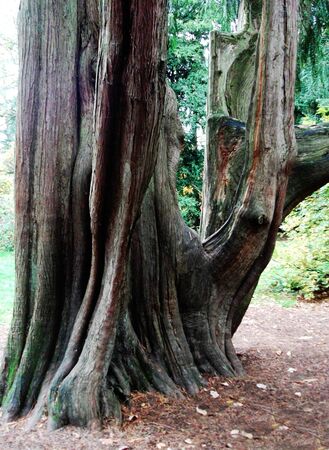 closeup of large tree in British parkの写真素材