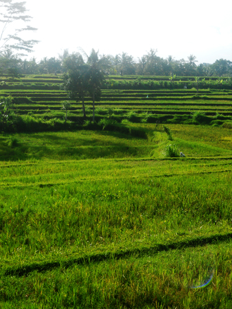 Balinese rice paddies in sunlightの写真素材