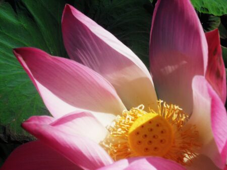 closeup of a large pink lotus flowerの写真素材