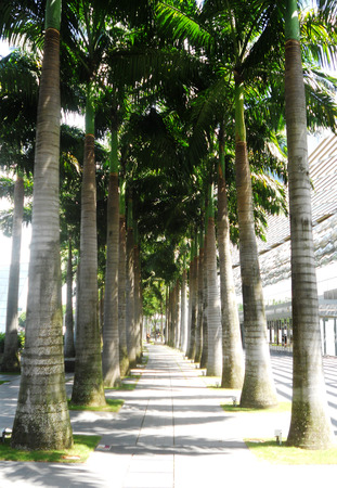 Row of palm trees in a city (Marina, Singapore).の写真素材