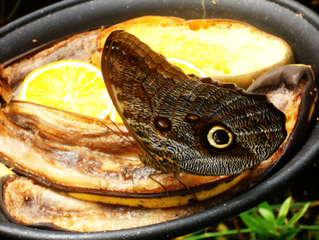 brown tropical butterfly on fruit (Malaysia)の写真素材