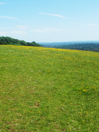 Surrey hillside with yellow flowers (Colley Hill UK)の写真素材