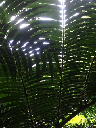 sunlight through a fan-shaped palm leaf, in the Malaysian jungle (Asia)の写真素材