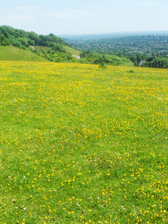Surrey hillside with yellow flowers (UK)の写真素材