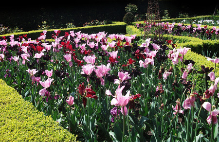 British flower border with pink and red flowersの写真素材
